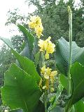 Dwarf Canna Yellow Futurity / Canna 